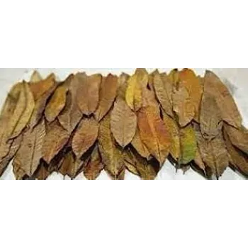Lite Dry Mango Leaves